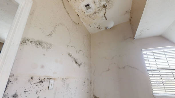 Best Crawl Space Mold Remediation  in El Segundo, CA