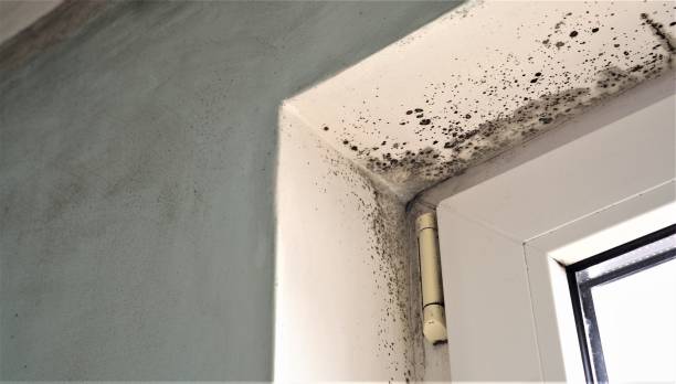 Best Mold Documentation for Insurance Claims  in El Segundo, CA