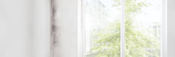Best Black Mold Removal  in El Segundo, CA
